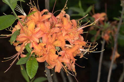Rhododendron flammeum #2